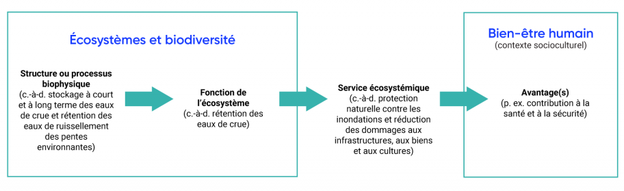 Relations entre la structure ou le processus biophysique, la fonction de l'écosystème, le service écosystémique et les avantages pour l'humanité.